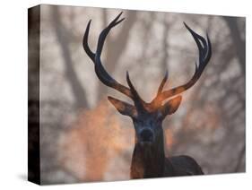 Portrait of a Red Deer Buck, Cervus Elaphus, in Winter-Alex Saberi-Stretched Canvas