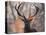 Portrait of a Red Deer Buck, Cervus Elaphus, in Winter-Alex Saberi-Stretched Canvas