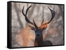 Portrait of a Red Deer Buck, Cervus Elaphus, in Winter-Alex Saberi-Framed Stretched Canvas