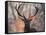 Portrait of a Red Deer Buck, Cervus Elaphus, in Winter-Alex Saberi-Framed Stretched Canvas