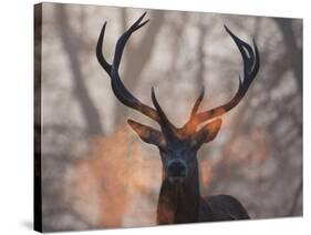 Portrait of a Red Deer Buck, Cervus Elaphus, in Winter-Alex Saberi-Stretched Canvas