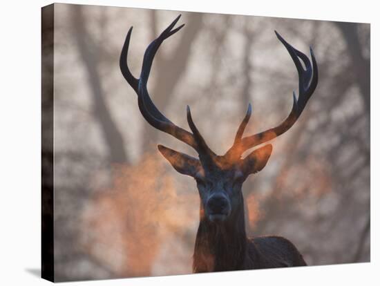Portrait of a Red Deer Buck, Cervus Elaphus, in Winter-Alex Saberi-Stretched Canvas