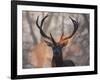 Portrait of a Red Deer Buck, Cervus Elaphus, in Winter-Alex Saberi-Framed Premium Photographic Print