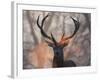 Portrait of a Red Deer Buck, Cervus Elaphus, in Winter-Alex Saberi-Framed Premium Photographic Print