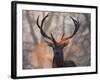 Portrait of a Red Deer Buck, Cervus Elaphus, in Winter-Alex Saberi-Framed Premium Photographic Print