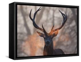 Portrait of a Red Deer Buck, Cervus Elaphus, in Winter-Alex Saberi-Framed Stretched Canvas