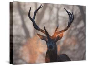 Portrait of a Red Deer Buck, Cervus Elaphus, in Winter-Alex Saberi-Stretched Canvas