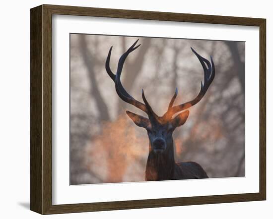 Portrait of a Red Deer Buck, Cervus Elaphus, in Winter-Alex Saberi-Framed Premium Photographic Print