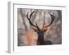 Portrait of a Red Deer Buck, Cervus Elaphus, in Winter-Alex Saberi-Framed Premium Photographic Print
