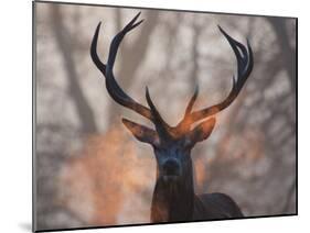 Portrait of a Red Deer Buck, Cervus Elaphus, in Winter-Alex Saberi-Mounted Premium Photographic Print