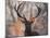 Portrait of a Red Deer Buck, Cervus Elaphus, in Winter-Alex Saberi-Mounted Premium Photographic Print