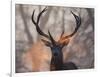 Portrait of a Red Deer Buck, Cervus Elaphus, in Winter-Alex Saberi-Framed Premium Photographic Print