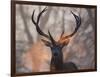 Portrait of a Red Deer Buck, Cervus Elaphus, in Winter-Alex Saberi-Framed Premium Photographic Print