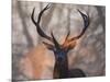 Portrait of a Red Deer Buck, Cervus Elaphus, in Winter-Alex Saberi-Mounted Premium Photographic Print