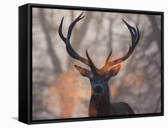 Portrait of a Red Deer Buck, Cervus Elaphus, in Winter-Alex Saberi-Framed Stretched Canvas