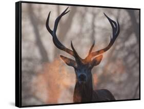 Portrait of a Red Deer Buck, Cervus Elaphus, in Winter-Alex Saberi-Framed Stretched Canvas