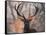 Portrait of a Red Deer Buck, Cervus Elaphus, in Winter-Alex Saberi-Framed Stretched Canvas
