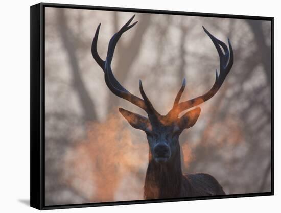 Portrait of a Red Deer Buck, Cervus Elaphus, in Winter-Alex Saberi-Framed Stretched Canvas