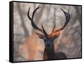 Portrait of a Red Deer Buck, Cervus Elaphus, in Winter-Alex Saberi-Framed Stretched Canvas