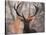 Portrait of a Red Deer Buck, Cervus Elaphus, in Winter-Alex Saberi-Stretched Canvas