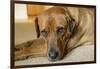 Portrait of a Red Fox (or Fox red) Labrador lying on the floor. (PR)-Janet Horton-Framed Photographic Print