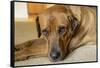 Portrait of a Red Fox (or Fox red) Labrador lying on the floor. (PR)-Janet Horton-Framed Stretched Canvas