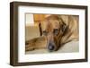 Portrait of a Red Fox (or Fox red) Labrador lying on the floor. (PR)-Janet Horton-Framed Photographic Print
