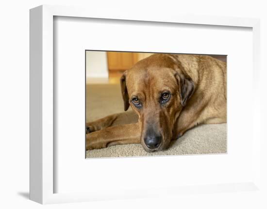 Portrait of a Red Fox (or Fox red) Labrador lying on the floor. (PR)-Janet Horton-Framed Photographic Print