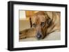 Portrait of a Red Fox (or Fox red) Labrador lying on the floor. (PR)-Janet Horton-Framed Photographic Print