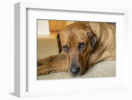 Portrait of a Red Fox (or Fox red) Labrador lying on the floor. (PR)-Janet Horton-Framed Photographic Print