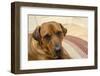 Portrait of a red fox (or foxred) labrador lying on the floor. (PR)-Janet Horton-Framed Photographic Print