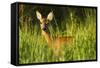 Portrait of a Roe Deer (Capreolus Capreolus) Doe in Rough Grassland in Summer, Scotland, UK, June-Mark Hamblin-Framed Stretched Canvas