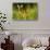 Portrait of a Roe Deer (Capreolus Capreolus) Doe in Rough Grassland in Summer, Scotland, UK, June-Mark Hamblin-Stretched Canvas displayed on a wall