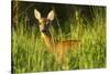 Portrait of a Roe Deer (Capreolus Capreolus) Doe in Rough Grassland in Summer, Scotland, UK, June-Mark Hamblin-Stretched Canvas