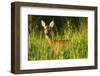 Portrait of a Roe Deer (Capreolus Capreolus) Doe in Rough Grassland in Summer, Scotland, UK, June-Mark Hamblin-Framed Premium Photographic Print