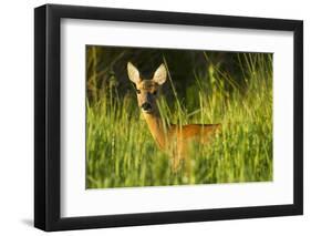 Portrait of a Roe Deer (Capreolus Capreolus) Doe in Rough Grassland in Summer, Scotland, UK, June-Mark Hamblin-Framed Premium Photographic Print