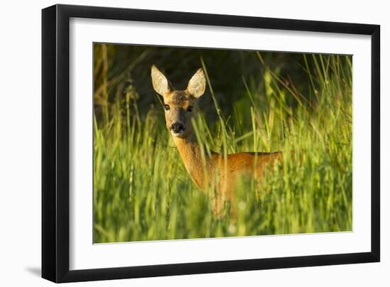 Portrait of a Roe Deer (Capreolus Capreolus) Doe in Rough Grassland in Summer, Scotland, UK, June-Mark Hamblin-Framed Photographic Print