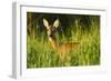 Portrait of a Roe Deer (Capreolus Capreolus) Doe in Rough Grassland in Summer, Scotland, UK, June-Mark Hamblin-Framed Photographic Print