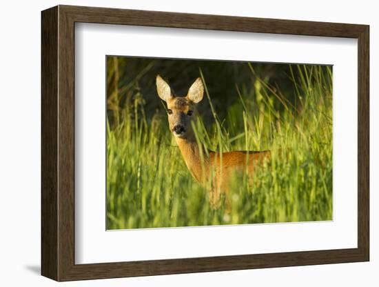 Portrait of a Roe Deer (Capreolus Capreolus) Doe in Rough Grassland in Summer, Scotland, UK, June-Mark Hamblin-Framed Photographic Print