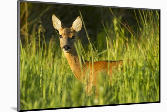 Portrait of a Roe Deer (Capreolus Capreolus) Doe in Rough Grassland in Summer, Scotland, UK, June-Mark Hamblin-Mounted Photographic Print