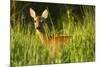 Portrait of a Roe Deer (Capreolus Capreolus) Doe in Rough Grassland in Summer, Scotland, UK, June-Mark Hamblin-Mounted Photographic Print