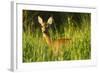 Portrait of a Roe Deer (Capreolus Capreolus) Doe in Rough Grassland in Summer, Scotland, UK, June-Mark Hamblin-Framed Photographic Print