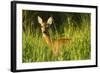 Portrait of a Roe Deer (Capreolus Capreolus) Doe in Rough Grassland in Summer, Scotland, UK, June-Mark Hamblin-Framed Photographic Print