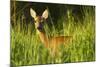 Portrait of a Roe Deer (Capreolus Capreolus) Doe in Rough Grassland in Summer, Scotland, UK, June-Mark Hamblin-Mounted Photographic Print