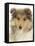 Portrait of a Rough Collie Puppy, 14 Weeks-Mark Taylor-Framed Stretched Canvas