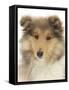 Portrait of a Rough Collie Puppy, 14 Weeks-Mark Taylor-Framed Stretched Canvas