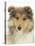 Portrait of a Rough Collie Puppy, 14 Weeks-Mark Taylor-Stretched Canvas