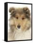 Portrait of a Rough Collie Puppy, 14 Weeks-Mark Taylor-Framed Stretched Canvas