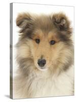 Portrait of a Rough Collie Puppy, 14 Weeks-Mark Taylor-Stretched Canvas