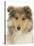 Portrait of a Rough Collie Puppy, 14 Weeks-Mark Taylor-Stretched Canvas